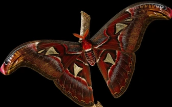 Лондонское Королевское общество подвело итоги конкурса научных фотографий: спешите увидеть 10 работ победителей и призеров