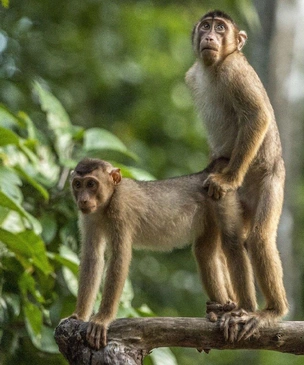 10 самых смешных фото животных, которых застигли в очень неловкий момент, за всю историю комического конкурса Nikon Comedy Wildlife Awards