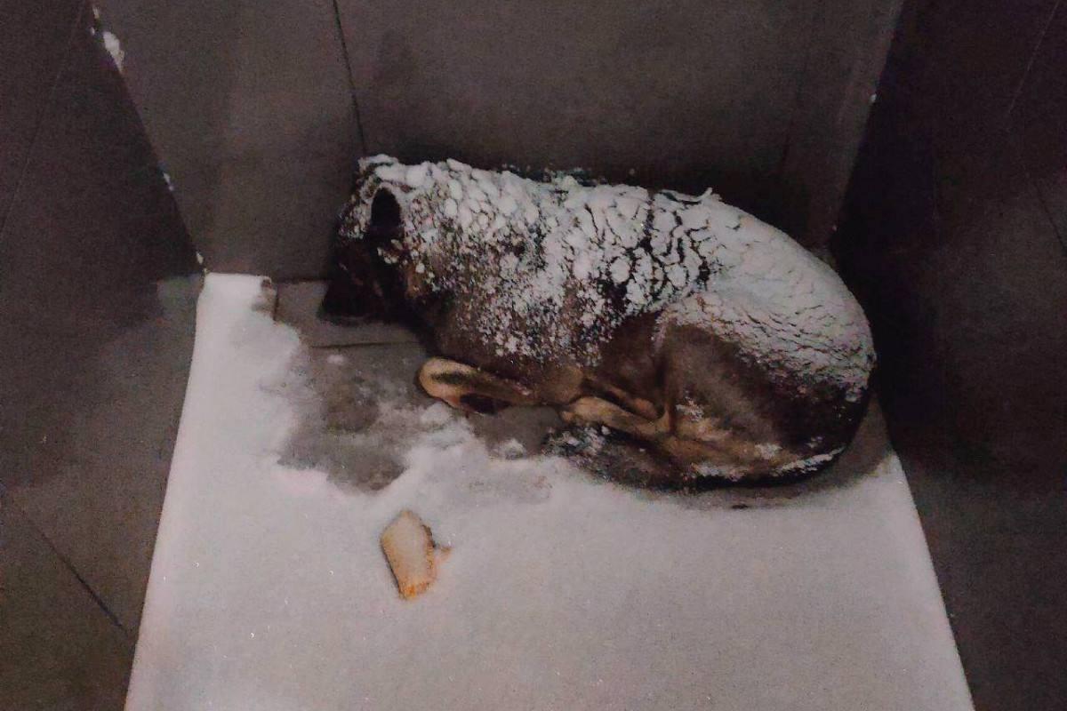 Курьера&nbsp; уволили за помощь собаке в мороз: скандал с «Додо Пиццей» обернулся бойкотом