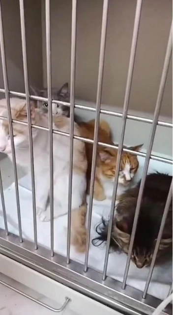 Кошки, по мнению клиники, после пожара были в удовлетворительном состоянии  | Источник: «Ветполис» / T.me