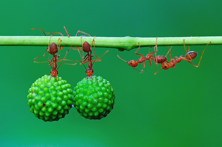 Трудолюбивая биомасса: ученые подсчитали, сколько весят все муравьи Земли, вместе взятые
