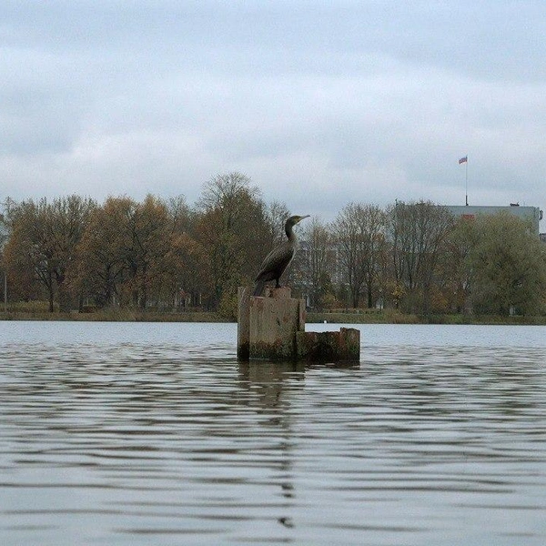 Источник: Павел Глазков / «Каждой твари по паре»