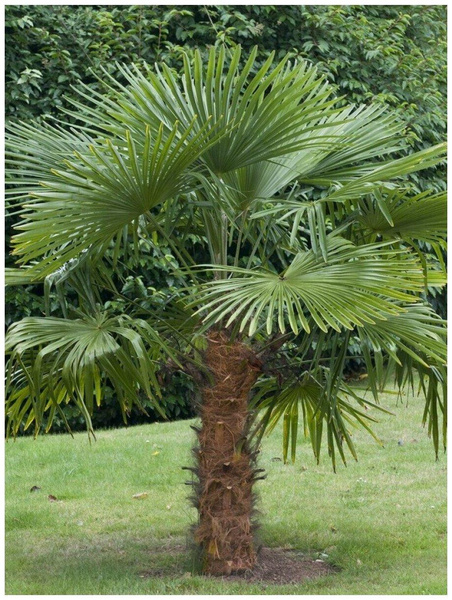 Семена пальмы Трахикарпус форчуна, 5 шт., «Бамбук Shop»