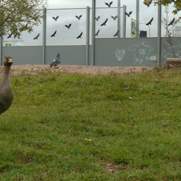 Источник: Павел Глазков / «Каждой твари по паре»