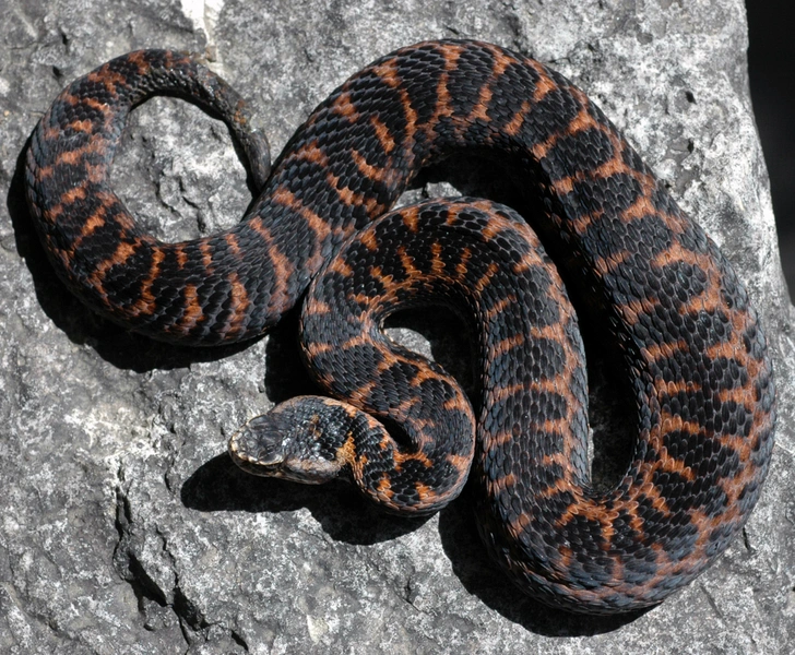 Реликтовая гадюка (Vipera magnifica). Одна из самых редких и малоизученных ядовитых змей России. Долгое время считалась морфой кавказской гадюки. В окраске сочетаются красноватые, оранжевые, бурые и черные тона. Обитает в горных лесах, на полянах и субальпийских лугах. Укус вызывает сильную боль, отек и другие симптомы отравления, поэтому требует немедленного обращения за медицинской помощью. Встретить реликтовую гадюку можно в Краснодарском крае, Адыгее и Карачаево-Черкесии. | Источник: Tuniyev B.S., CC BY 4.0, via Wikimedia Commons