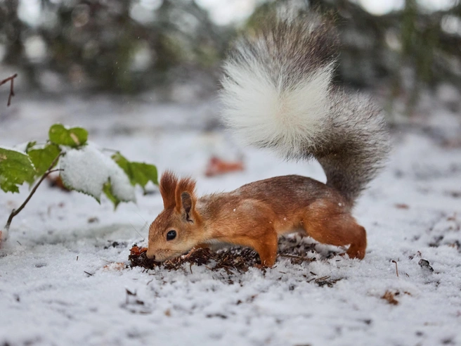 Белки активны и, кажется, радуются первому снегу. | Источник: Александр Ощепков / NGS.RU