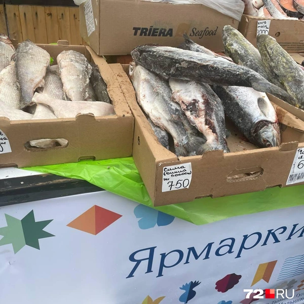 Источник: Радик Енчу / 72.RU