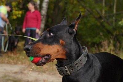 Доберман без поводка травмировал пенсионерку: суд вынес приговор