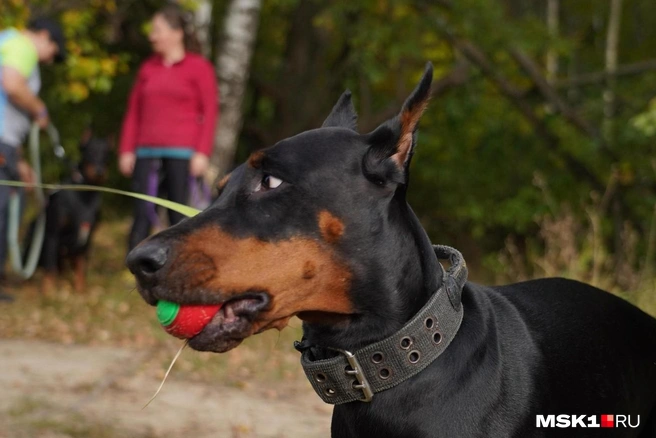 Хозяина собаки наказали | Источник: Артем Рамазани-Зубов / MSK1.RU