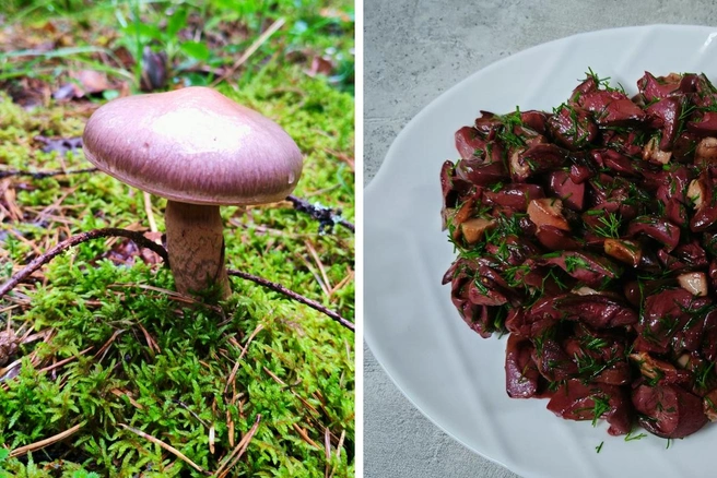 Гриб неприметный, но вполне съедобный | Источник: Валентина Крылова