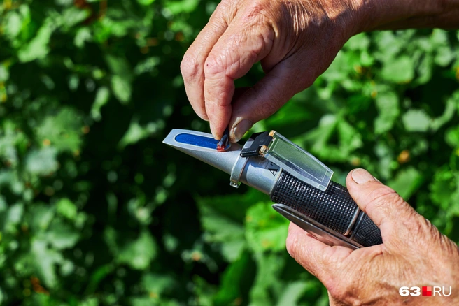 Берем виноградину, капаем на прибор | Источник: Роман Данилкин / 63.RU