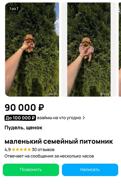 Собака за 90 тысяч  | Источник: «Авито»