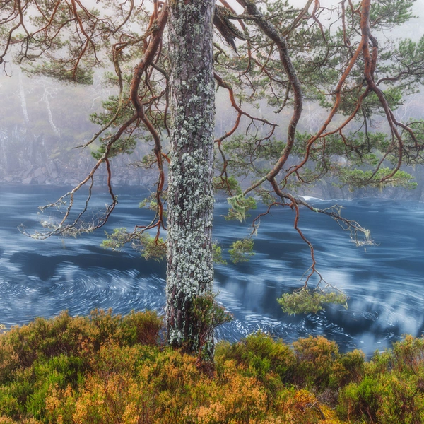 Финалист в номинации «Растения и грибы» | Источник: Fortunato Gatto / European Wildlife Photographer of the Year 2025