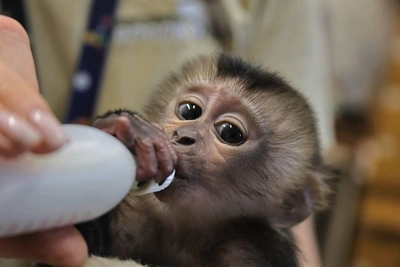 Ленинградский зоопарк выбирает имя для макаки вандеру