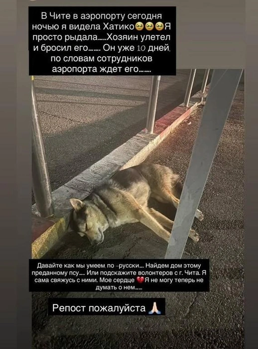Хитико грустит и ждет хозяина? Или просто бездомный пес спокойно чилит? | Источник: из соцсетей