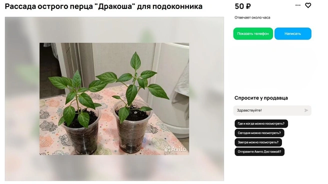 Источник: Avito.ru
