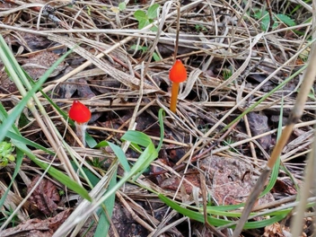 Это грибочки из рода гигроцибе семейства гигрофоровые. Кстати, съедобные | Источник: читатель «Чита.Ру»