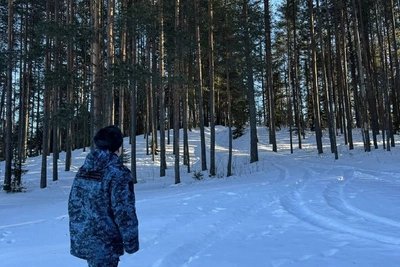 Нелегальный лесоруб возместил 350 тысяч за десять сосен