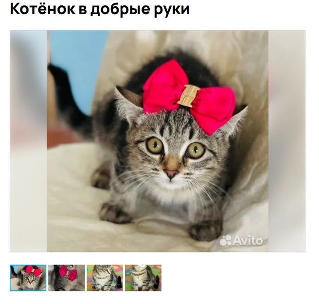 Настоящая леди | Источник: Аvito.ru