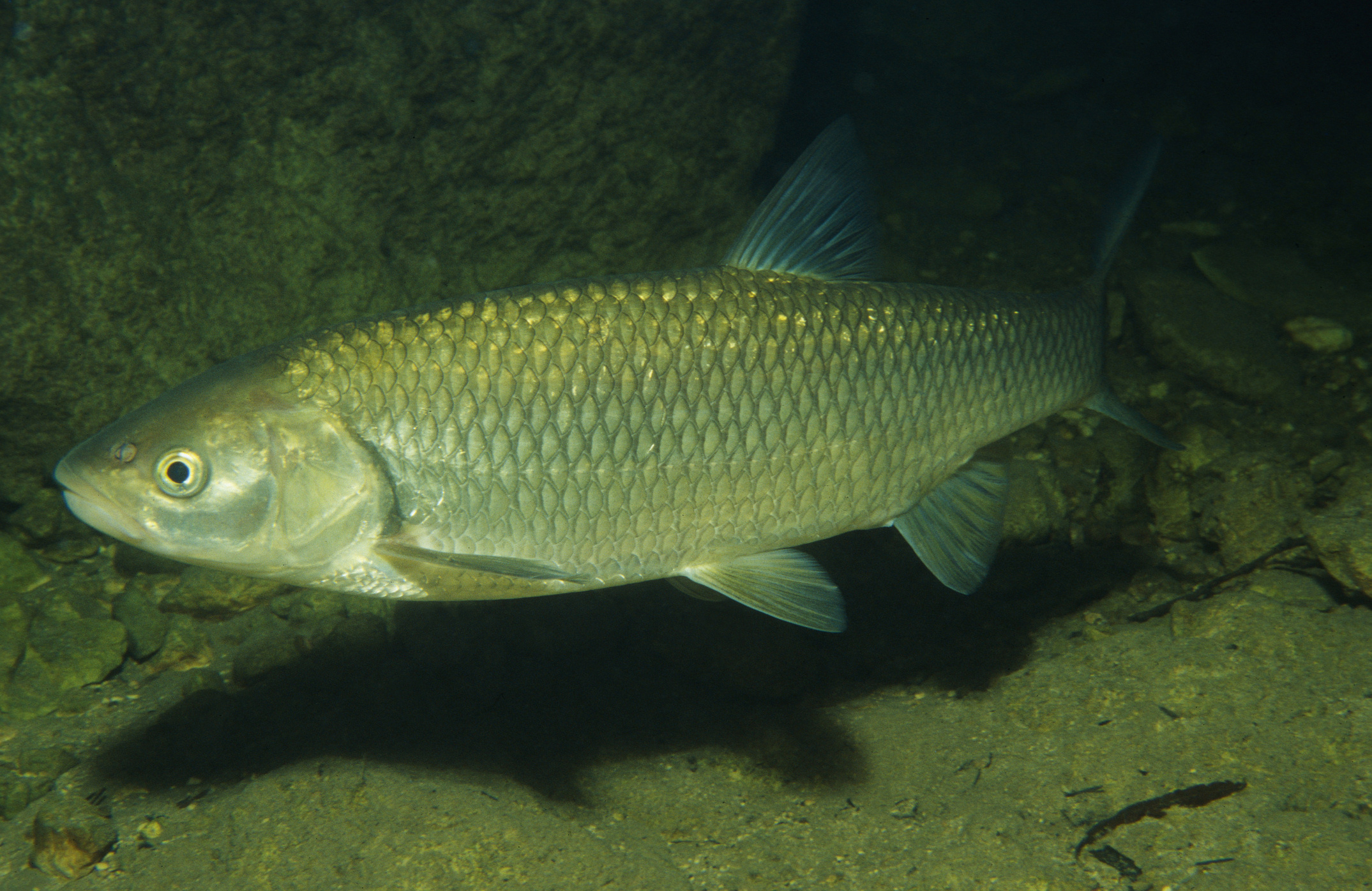 Голавль рыба фото. Голавль (Leuciscus cephalus). Афипский голавль. Клень рыба. Голавль в воде.