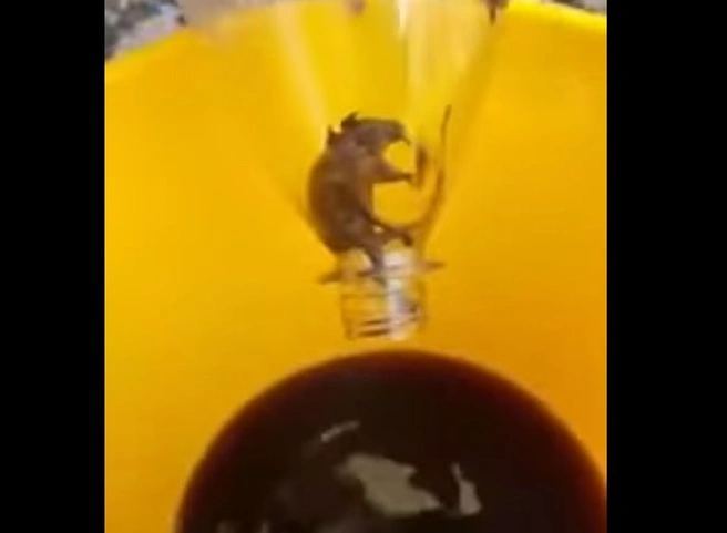 Житель Аргентины нашел в бутылке Coca-Cola разлагающуюся мышь (видео) | ya62.ru