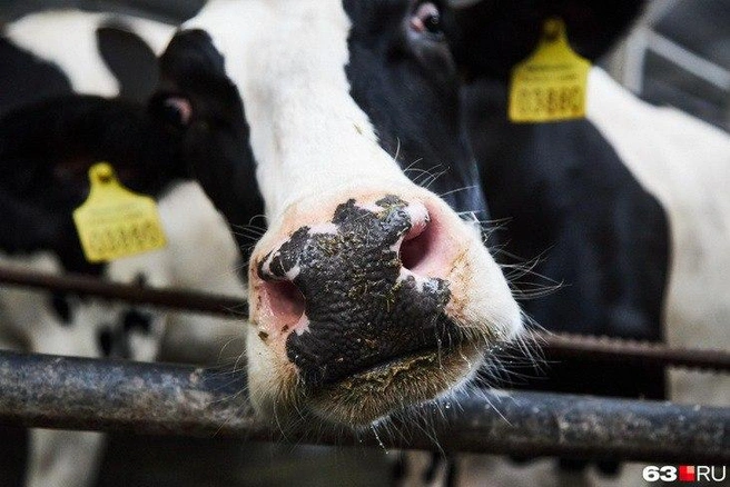 Да, это фоторепортаж про коров. А вы о чем подумали? | Источник: Роман Данилкин / 63.RU