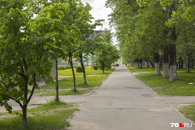 За парком, по словам горожан, давно не следят | Источник: Александра Мамонтова / 76.RU