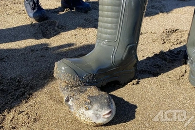 Под Взморьем поймали ядовитую рыбу фугу