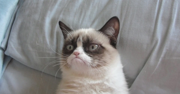 Grumpy Cat