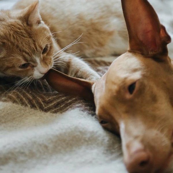 Источник: Olesya.S.Los/Shutterstock/Fotodom.ru