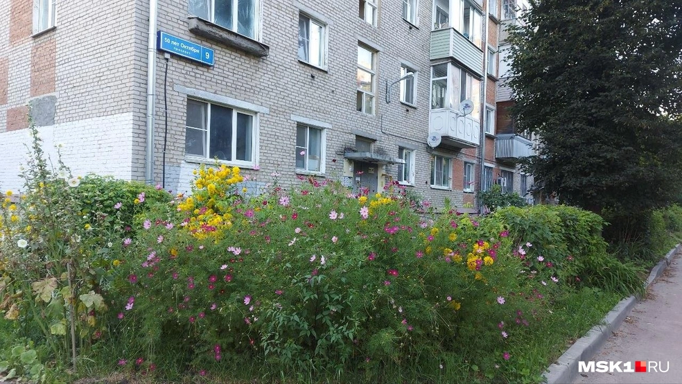 Космеи в палисаднике у дома&nbsp;— как машина времени, которая переносит воспоминаниями в детство | Источник: Анна Голубницкая / MSK1.RU