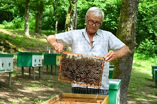 Из-за вредителей, завезенных с посадочным материалом к Олимпиаде, в регионе исчезает редкий каштановый мед | Источник: sochi.ru