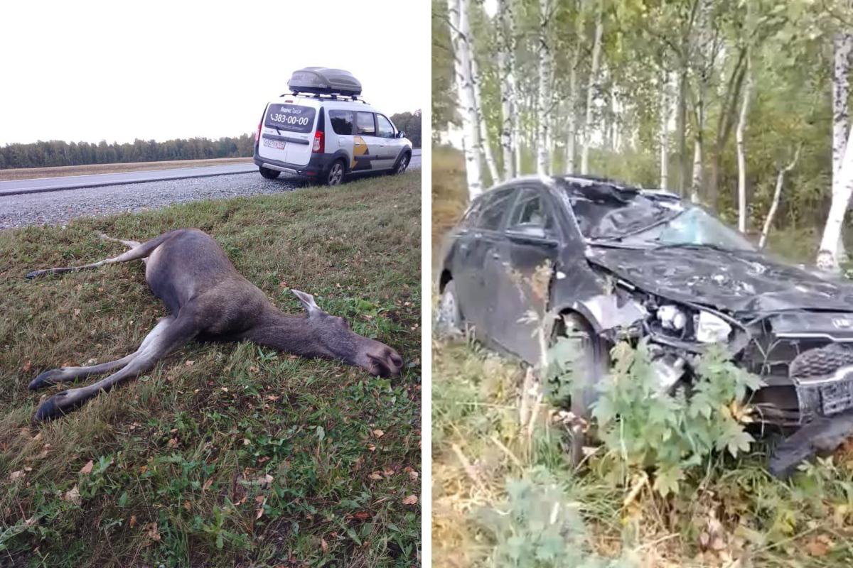 Автомобиль столкнулся с лосем в Новосибирской области — животное погибло, а  машина улетела с трассы 6 сентября 2022 г. - 6 сентября 2022 - НГС.ру