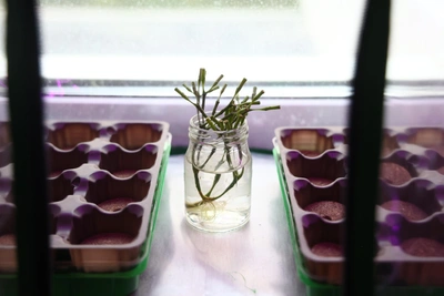 Выращивание зелени на подоконнике: советы агронома