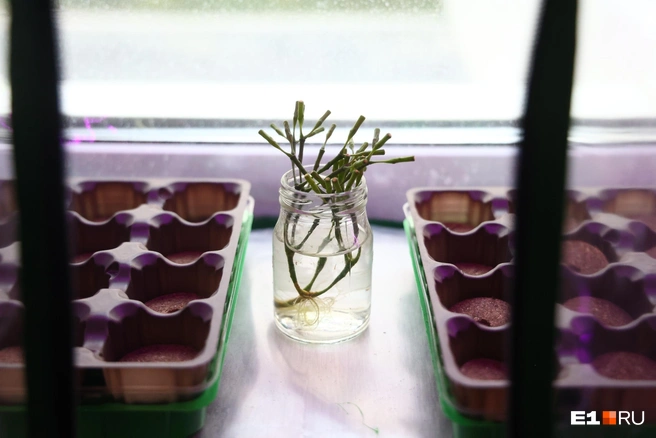 Агроном рассказывает, что можно вырастить на подоконнике | Источник: Владислав Лоншаков / E1.RU