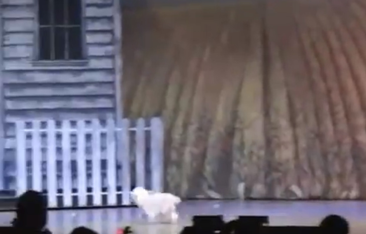 Собачка, игравшая Тотошку в спектакле, потешно упала со сцены (видео)