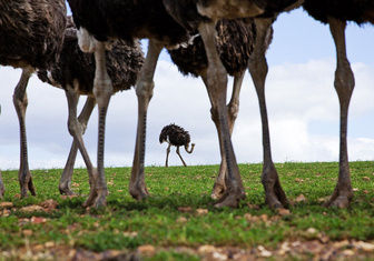 Бабье царство: как устроено страусиное общество