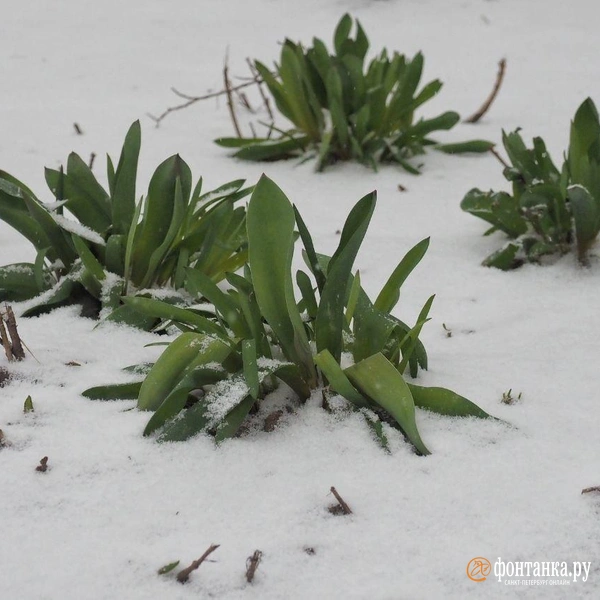 Источник: Михаил Огнев / «Фонтанка.ру»