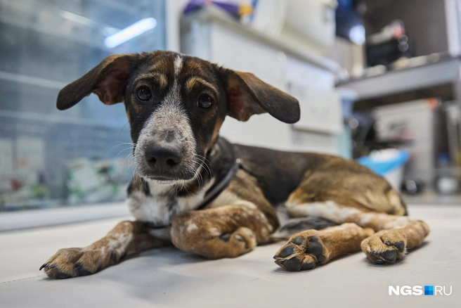 Эту пациентку по имени Каштанка сбила машина&nbsp;— на днях она встала на лапы | Источник: Александр Ощепков / NGS.RU