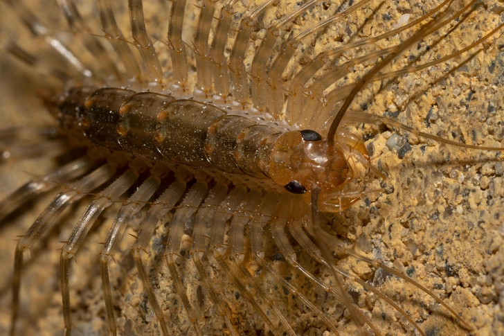 Источник: Assem Kinzhibayeva/Shutterstock/Fotodom.ru