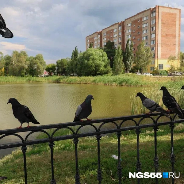 Голуби облюбовали локацию  | Источник: Евгений Софийчук / NGS55.RU
