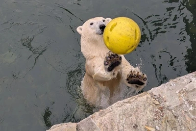 Медведица Хаарчаана впервые после зимы искупалась в зоопарке