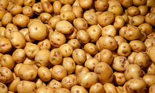 Картофельный газ убил двух россиян: рассказываем, когда овощ становится смертоносным