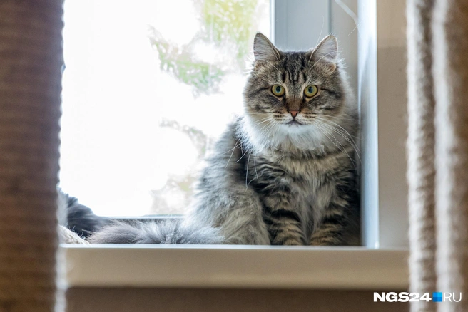 Есть мнение, что животные могут предсказывать погоду | Источник: Артем Ленц / NGS24.RU