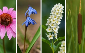 Вы россиянин или так, мимо проходили? Соотнесите растения с родными регионами