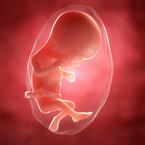 Фото Эмбриона 16 Недель Беременности