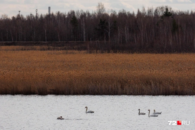 Лебеди прилетают в эти озера. Останутся ли они после вырубки? | Источник: Ирина Шарова / 72.RU