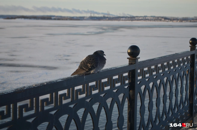 На ограде красуется голубь | Источник: Сергей Петунин / 164.RU