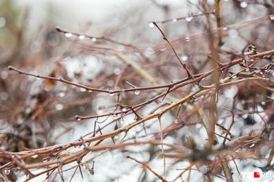 В Центральной России ожидаются заморозки и гололедица