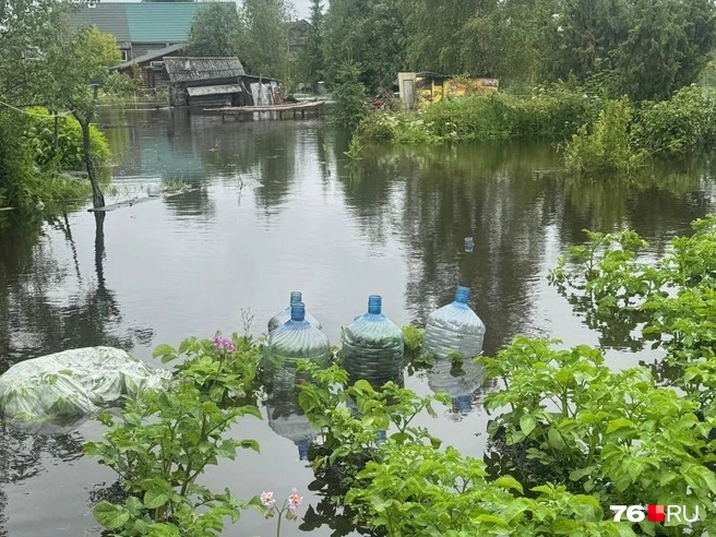 У жителей затопило огороды | Источник: читатель 76.RU